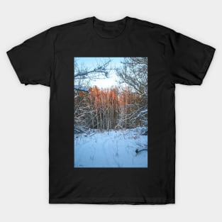 Winter landscape - frosty trees in snowy forest in the sunny morning. Tranquil winter nature in sunlight T-Shirt